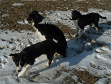 border collies